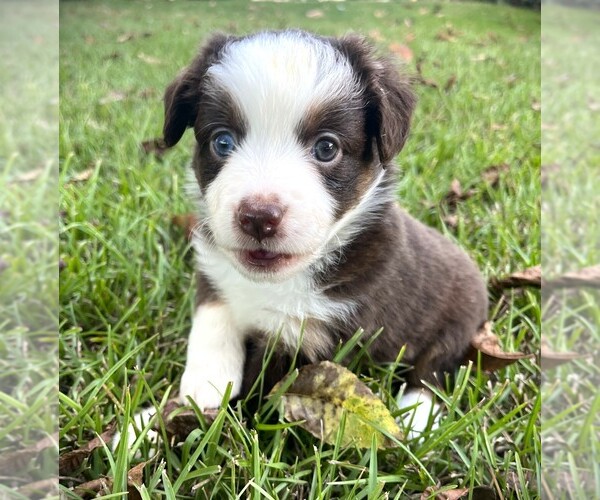 Medium Photo #5 Miniature Australian Shepherd Puppy For Sale in MONTICELLO, SC, USA