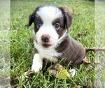 Small #4 Miniature Australian Shepherd