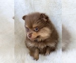 Small #2 Pomeranian