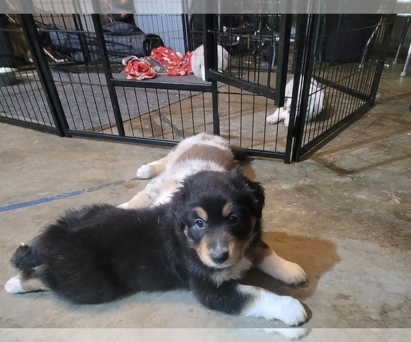 Medium Photo #27 Australian Shepherd Puppy For Sale in SALEM, OR, USA