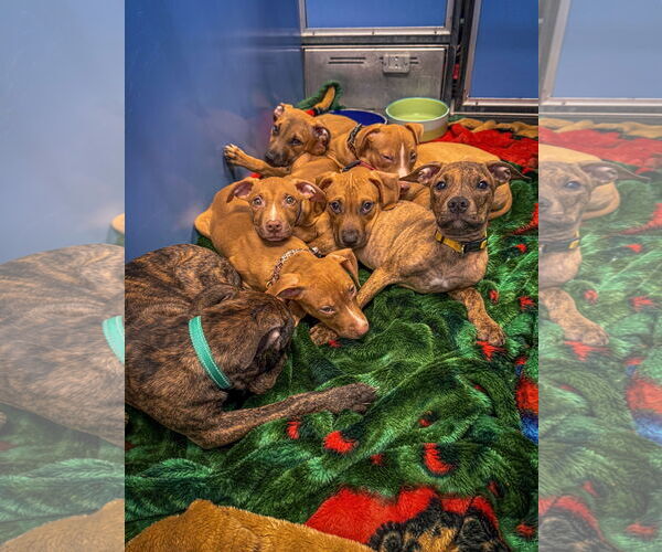 Medium Photo #14 Mutt Puppy For Sale in Philadelphia, PA, USA