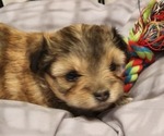 Image preview for Ad Listing. Nickname: Female Yorkipoo