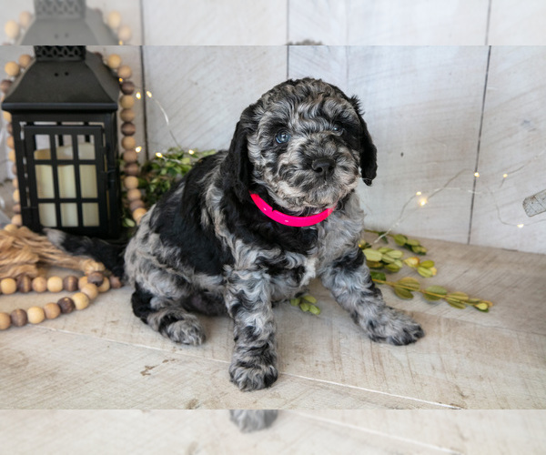 Medium Photo #1 Miniature Labradoodle Puppy For Sale in SUGARCREEK, OH, USA