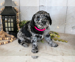 Puppy Molly Miniature Labradoodle