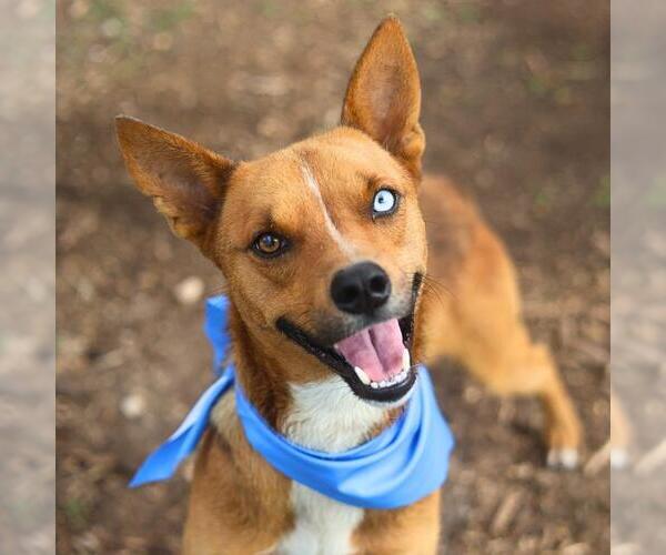 Medium Photo #1 Mutt Puppy For Sale in San Antonio, TX, USA