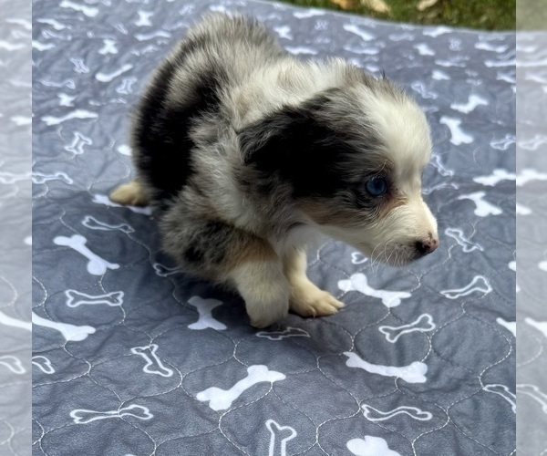 Medium Photo #91 Miniature Australian Shepherd Puppy For Sale in SALISBURY, NC, USA