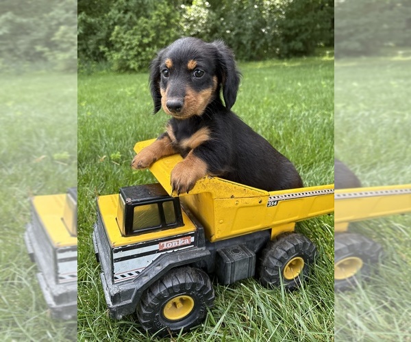 Medium Photo #1 Dachshund Puppy For Sale in MIDDLEBURY, IN, USA