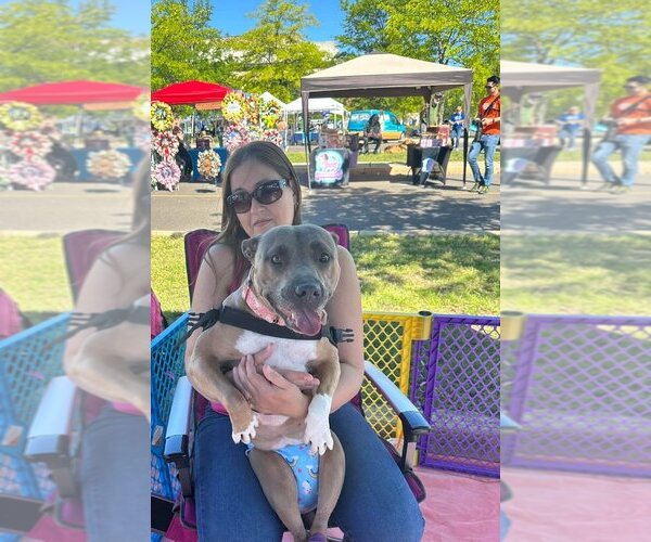 Medium Photo #6 American Pit Bull Terrier-American Staffordshire Terrier Mix Puppy For Sale in Wenonah, NJ, USA