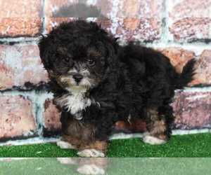 YorkiePoo Puppy for sale in BEL AIR, MD, USA