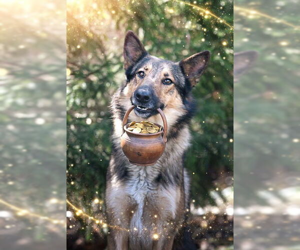 Medium Photo #4 German Shepherd Dog Puppy For Sale in Belleville, IL, USA