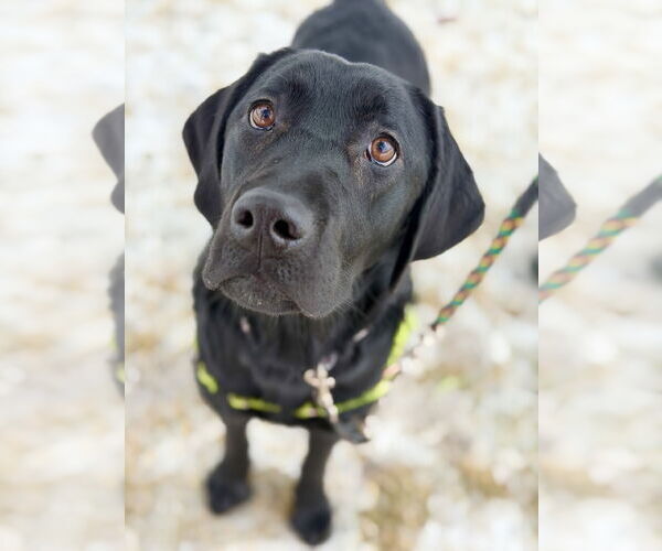 Medium Photo #2 Labrador Retriever-Unknown Mix Puppy For Sale in West Cornwall, CT, USA
