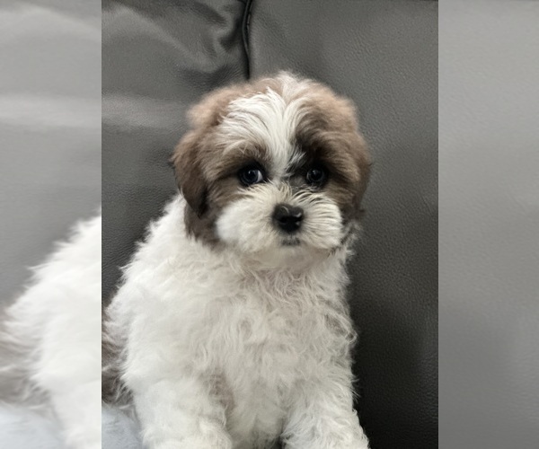 Medium Photo #2 Shih Tzu Puppy For Sale in ELMHURST, IL, USA
