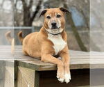Small Labrador Retriever Mix