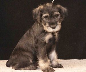 Schnauzer (Standard) Litter for sale in PISMO BEACH, CA, USA
