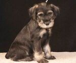 Small Schnauzer (Standard)