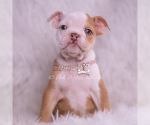 Bulldog Puppy for sale in WARSAW, IN, USA