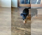 Puppy Rott female Cane Corso-Rottweiler Mix