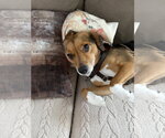 Small #1 Beagle