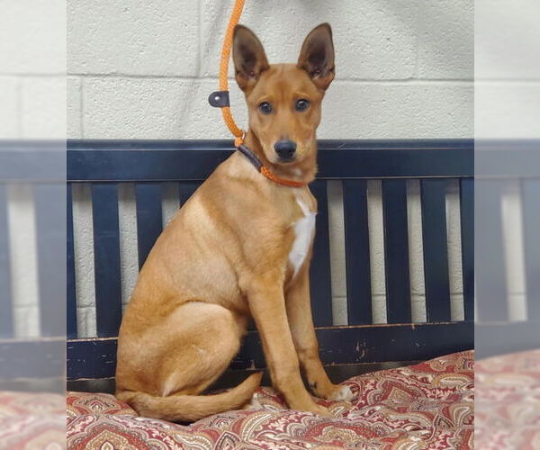 Medium Photo #3 Mutt Puppy For Sale in Amarillo, TX, USA