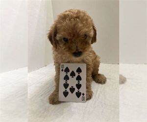 Poodle (Toy) Puppy for sale in NAPLES, FL, USA