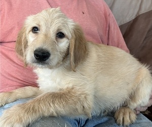 Labradoodle Puppy for sale in PARKER, CO, USA