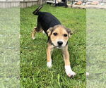 Small #2 Huskies -Labrador Retriever Mix