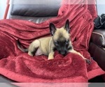 Small Photo #86 Belgian Malinois Puppy For Sale in REESEVILLE, WI, USA
