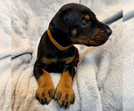 Small #17 Doberman Pinscher