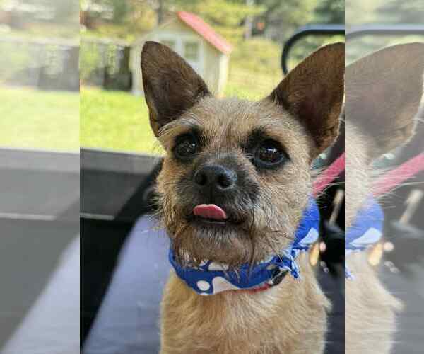 Medium Photo #5 French Bulldog-Unknown Mix Puppy For Sale in Croydon, NH, USA