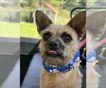 Small #4 French Bulldog Mix
