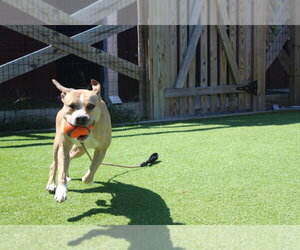 Sugar - Female Mutt Dog for Adoption - Photo #6
