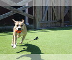 Small Photo #6 Mutt Puppy For Sale in Chestertown, MD, USA