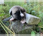 Small Photo #7 Pyrenees Husky Puppy For Sale in HARWOOD, MD, USA