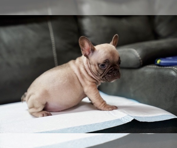 Medium Photo #13 French Bulldog Puppy For Sale in SAN JOSE, CA, USA