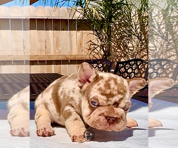 Medium Photo #1 French Bulldog Puppy For Sale in SACRAMENTO, CA, USA