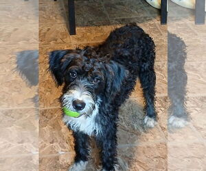 Medium Poodle (Standard) Mix