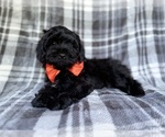 Small #8 ShihPoo