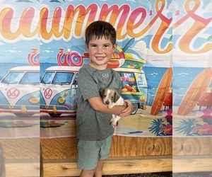 Dachshund Puppy for sale in SHALLOTTE, NC, USA