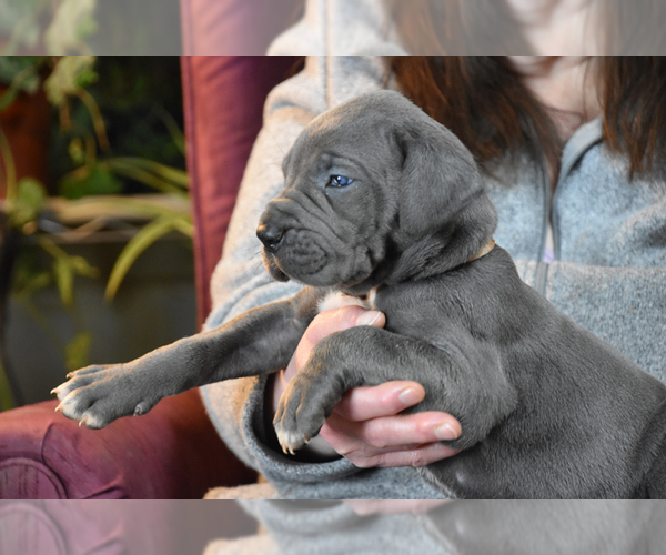 Medium Photo #12 Great Dane Puppy For Sale in DANIELSON, CT, USA