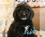 Small Photo #4 Poodle (Standard) Puppy For Sale in SPLENDORA, TX, USA