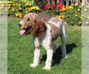 Father of the Goldendoodle (Miniature) puppies born on 03/08/2026