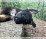 Puppy 1 German Shepherd Dog