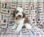 Small #5 Cavapoo
