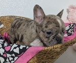 Small #2 Faux Frenchbo Bulldog