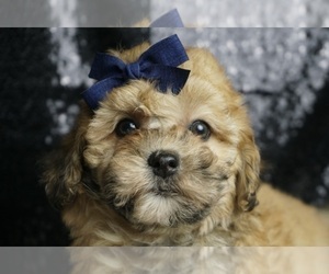ShihPoo Litter for sale in WARSAW, IN, USA