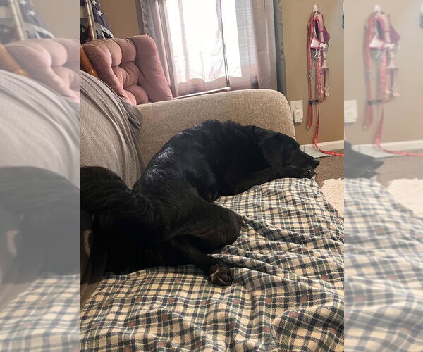 Medium Photo #5 Colonial Cocker Spaniel-Unknown Mix Puppy For Sale in Aurora, IN, USA