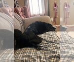 Small #4 Colonial Cocker Spaniel Mix