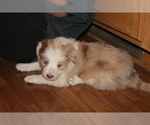 Small Photo #3 Border Collie Puppy For Sale in BRAYTON, IA, USA