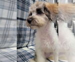 Small #5 Mutt
