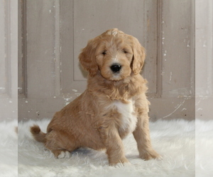 Goldendoodle Puppy for sale in HOLTWOOD, PA, USA